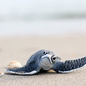 single baby turtle on beach