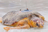 photo of Kirby sea turtle