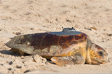 photo of Lulu sea turtle