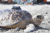 photo of Mojito sea turtle